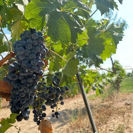 Dessera Vineyards Hotel Ahmetce (Kirklareli)